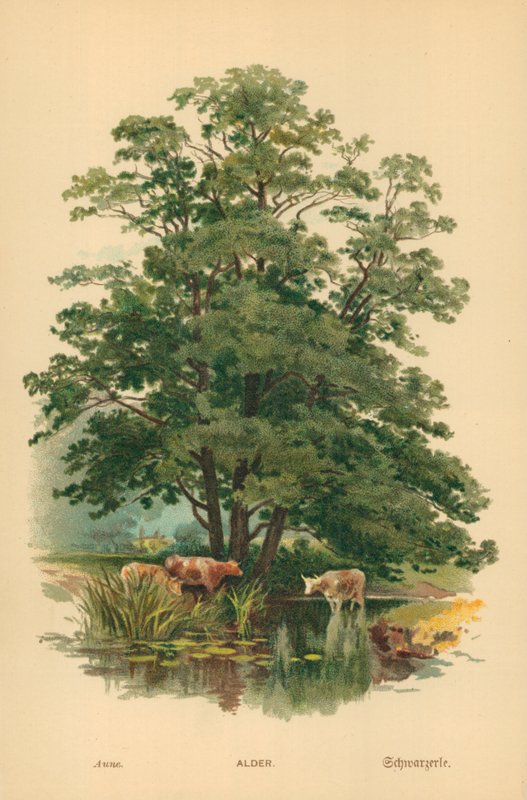 Égerfa alkotó: William Henry James Boot
