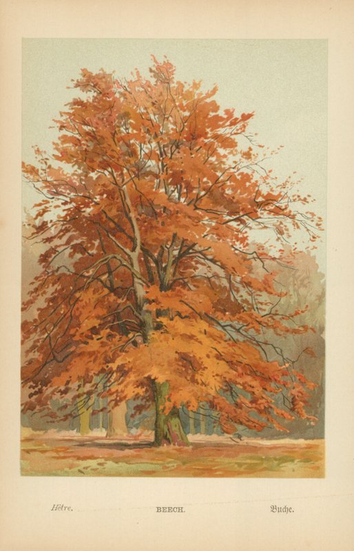 Bükkfa alkotó: William Henry James Boot