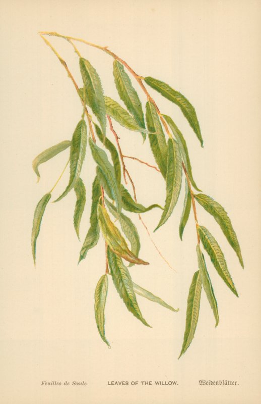 A fűzfa levelei alkotó: William Henry James Boot