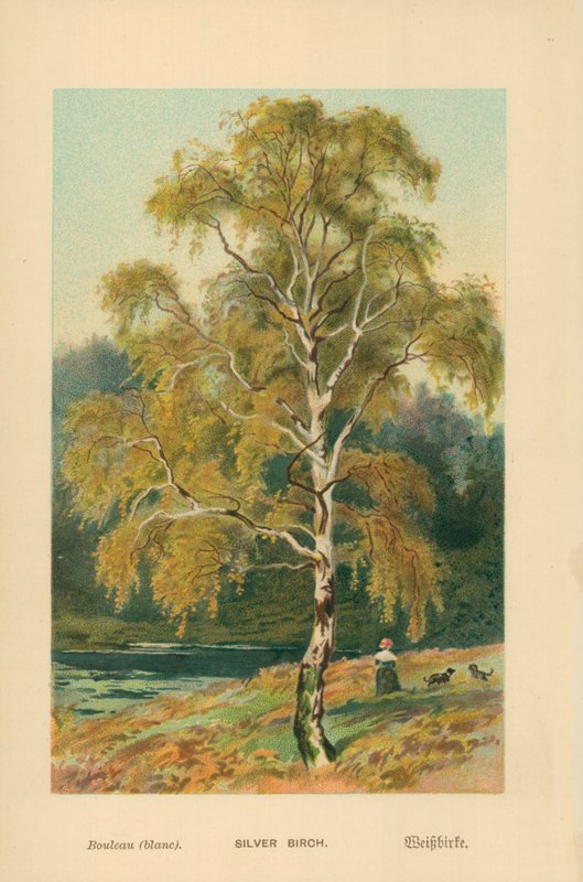 Ezüst nyírfa alkotó: William Henry James Boot