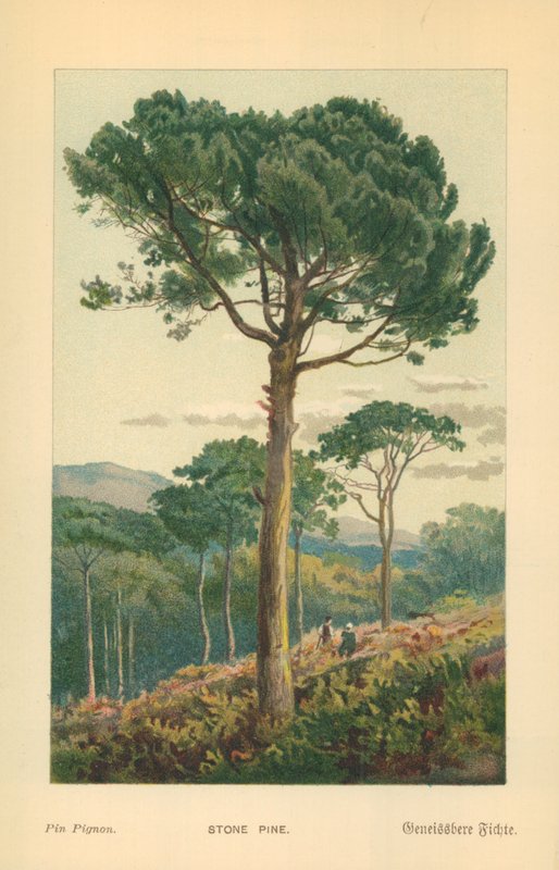 Mandulafenyő alkotó: William Henry James Boot