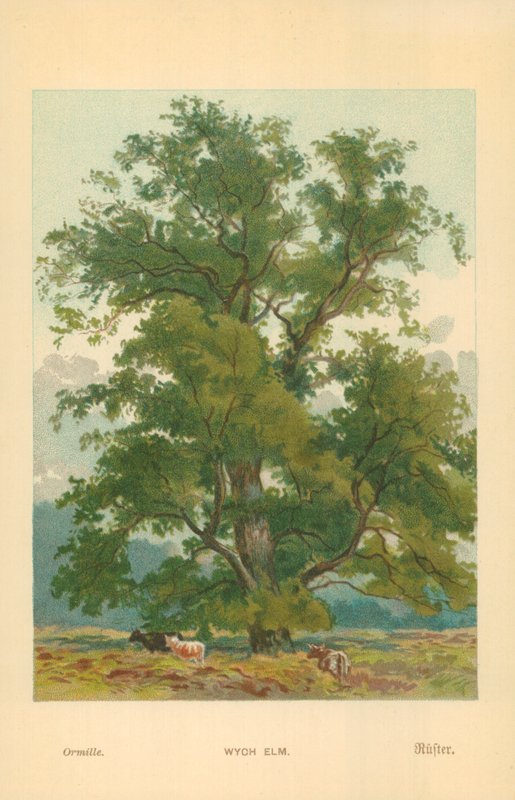 Wych Elm alkotó: William Henry James Boot