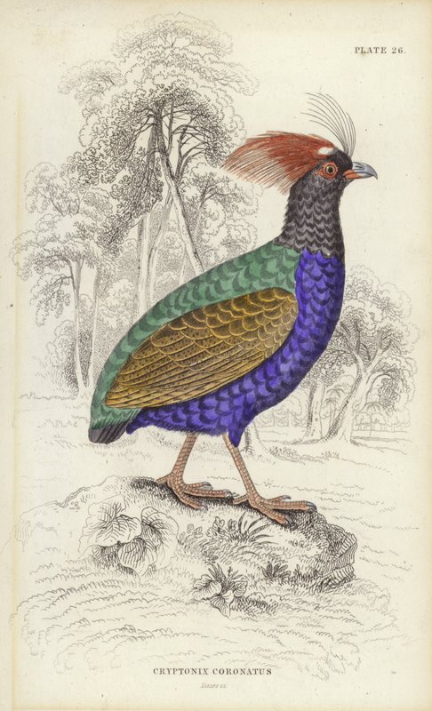 Cryptonix Coronatus alkotó: William Home Lizars