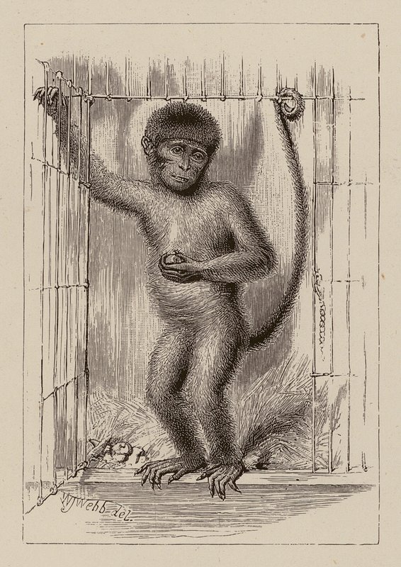 A néger majom (metszet) alkotó: William James Webbe