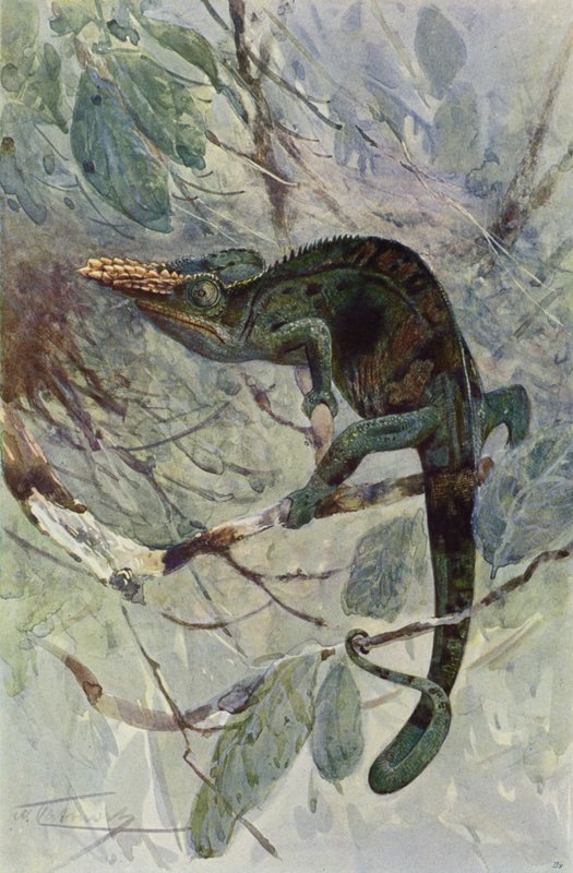 Afrikai kaméleon alkotó: after Wilhelm Kuhnert
