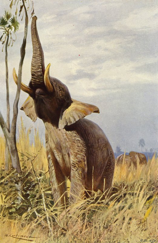 afrikai elefánt alkotó: after Wilhelm Kuhnert