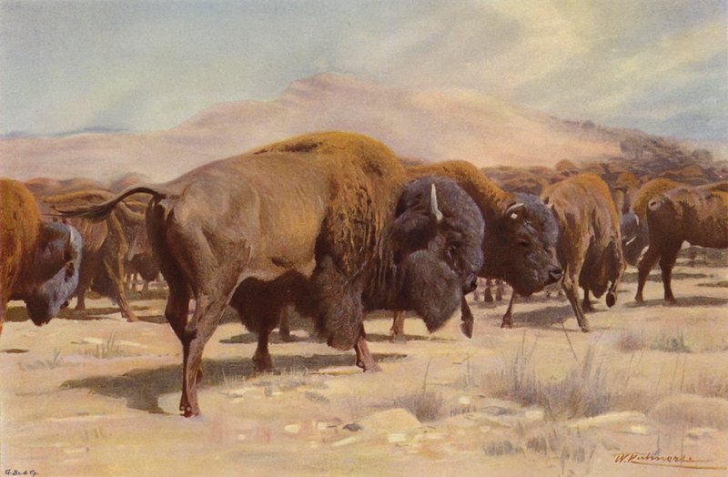 Amerikai bölény alkotó: after Wilhelm Kuhnert