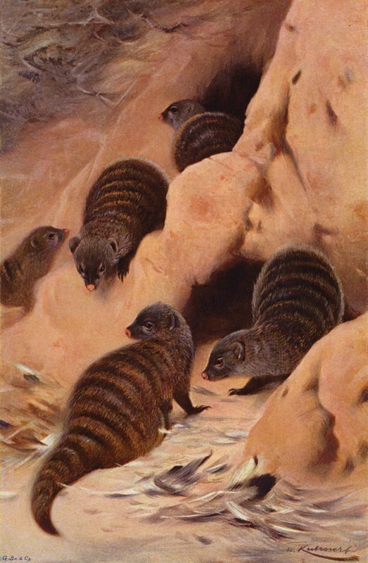 Sávos mongúz alkotó: after Wilhelm Kuhnert