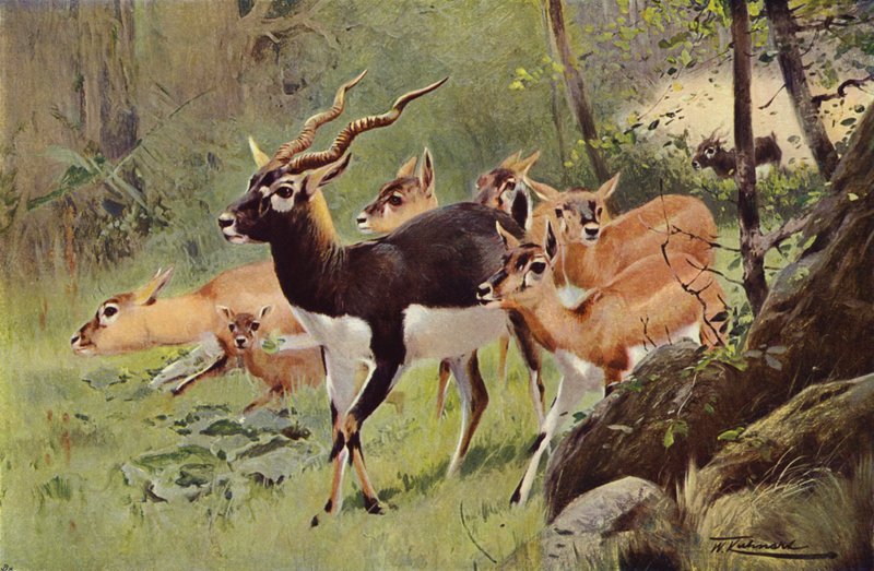 Black-Buck alkotó: after Wilhelm Kuhnert
