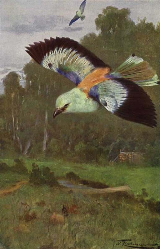 Blue Roller alkotó: after Wilhelm Kuhnert