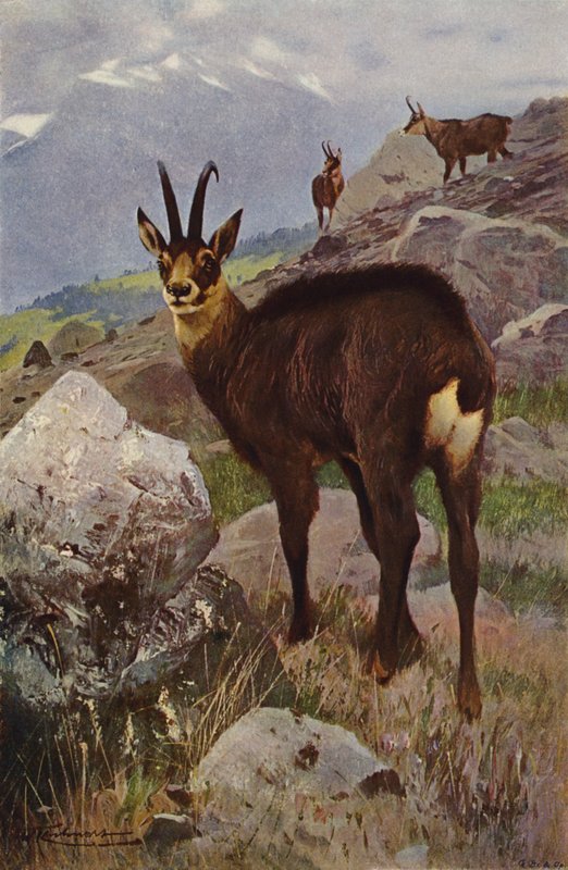 Zerge alkotó: after Wilhelm Kuhnert