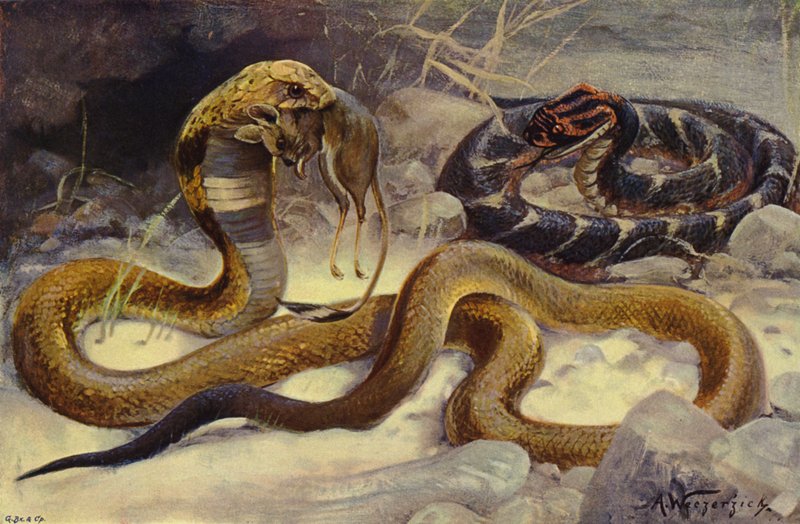 Kobra és Puff Adder alkotó: after Wilhelm Kuhnert