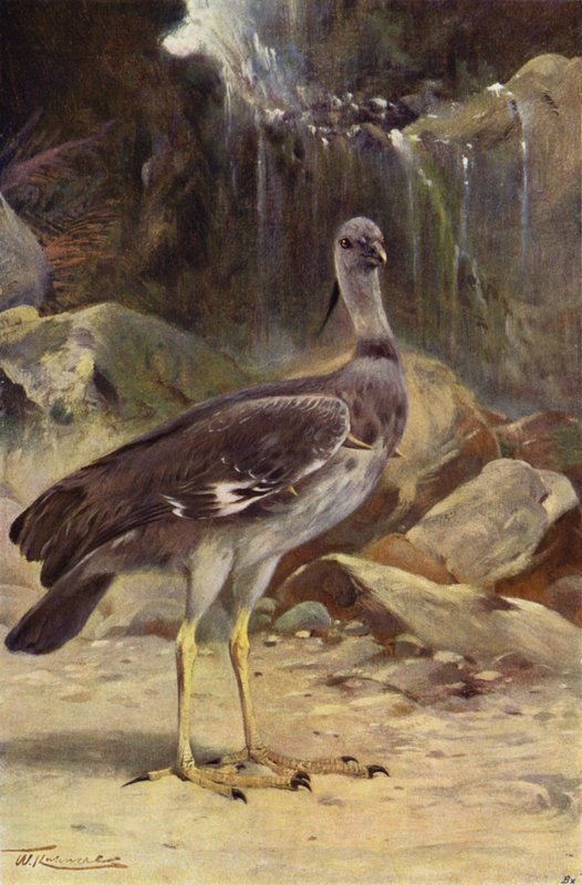 Címeres Screamer alkotó: after Wilhelm Kuhnert