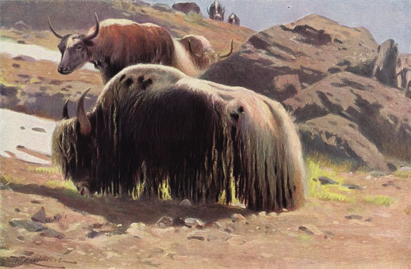 Háziasított jak alkotó: after Wilhelm Kuhnert