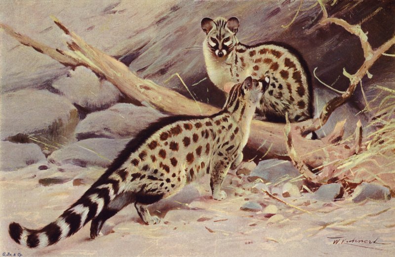 Dongola Genet alkotó: after Wilhelm Kuhnert