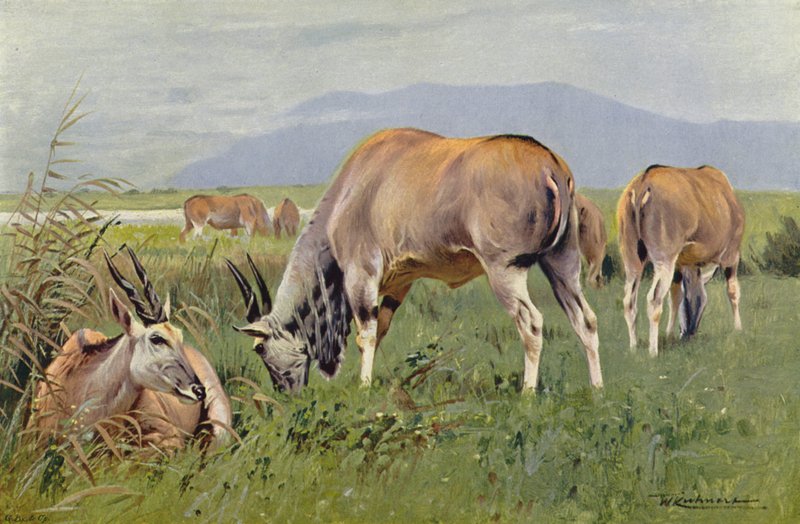 Tehénantilop alkotó: after Wilhelm Kuhnert