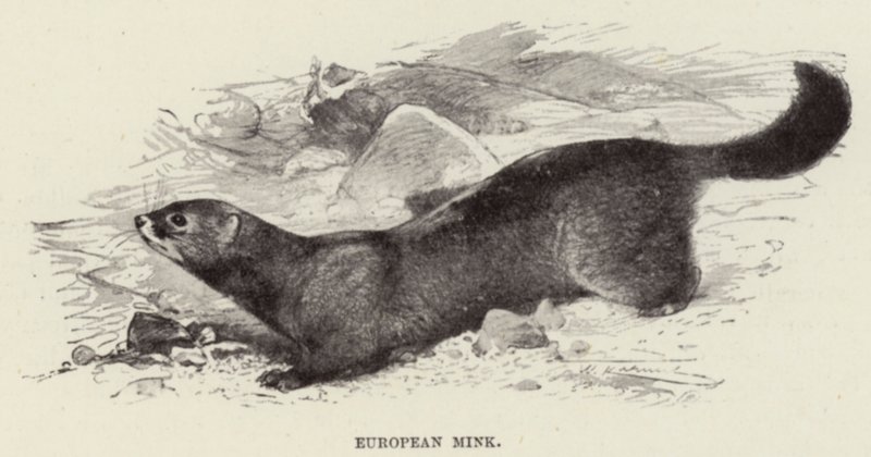 Európai nyérc alkotó: after Wilhelm Kuhnert