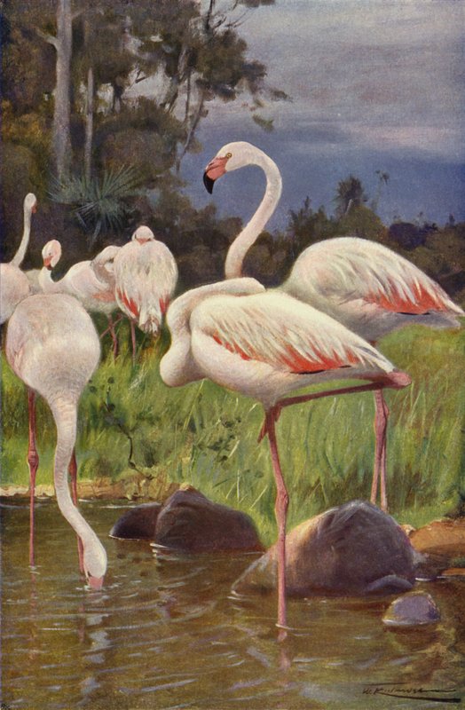 Flamingó alkotó: after Wilhelm Kuhnert