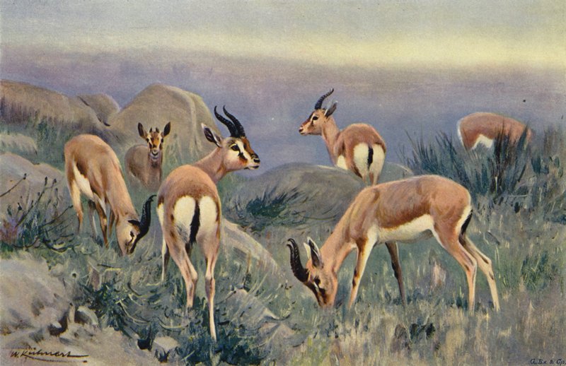 Gazella alkotó: after Wilhelm Kuhnert