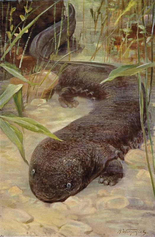 Óriás Szalamandra alkotó: after Wilhelm Kuhnert