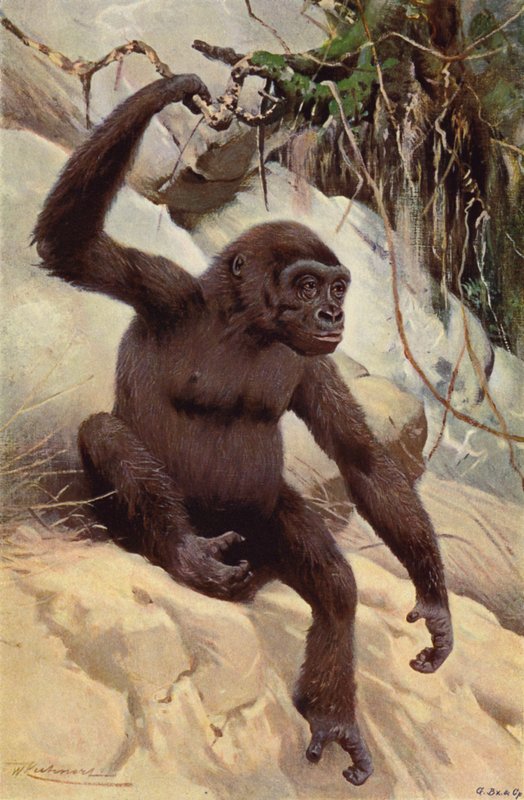 Gorilla alkotó: after Wilhelm Kuhnert