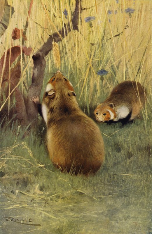 Hörcsög alkotó: after Wilhelm Kuhnert
