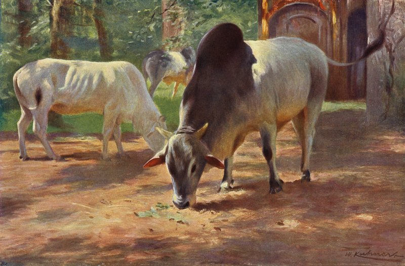 Indiai púpos szarvasmarha alkotó: after Wilhelm Kuhnert