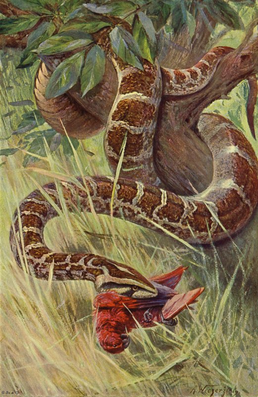 indiai Python alkotó: after Wilhelm Kuhnert