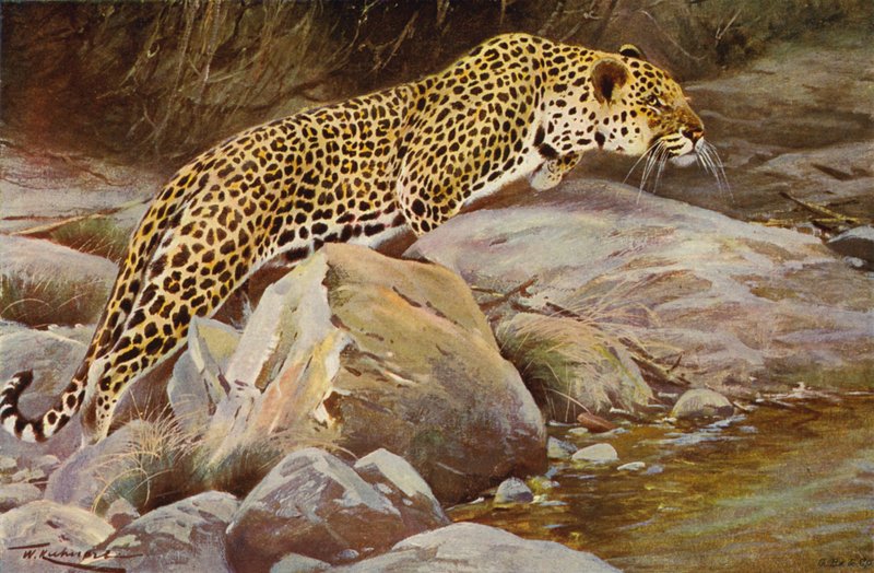 Leopárd alkotó: after Wilhelm Kuhnert