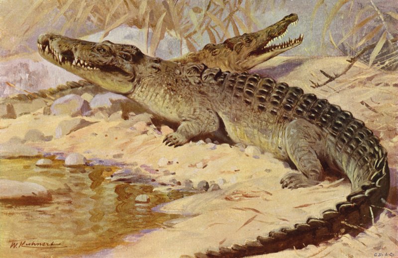 Nílusi krokodil alkotó: after Wilhelm Kuhnert