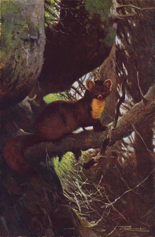 Pine Marten alkotó: after Wilhelm Kuhnert