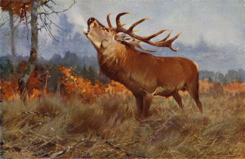 piros Szarvas alkotó: after Wilhelm Kuhnert