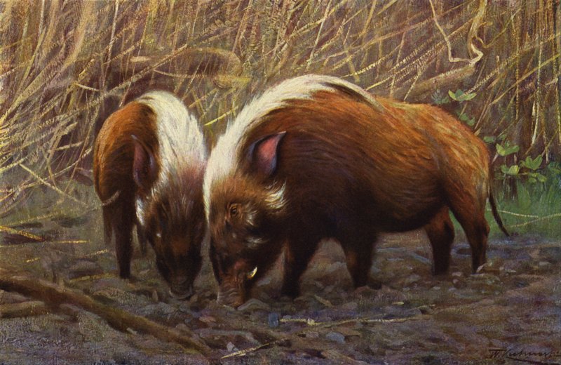 River-Hog alkotó: after Wilhelm Kuhnert