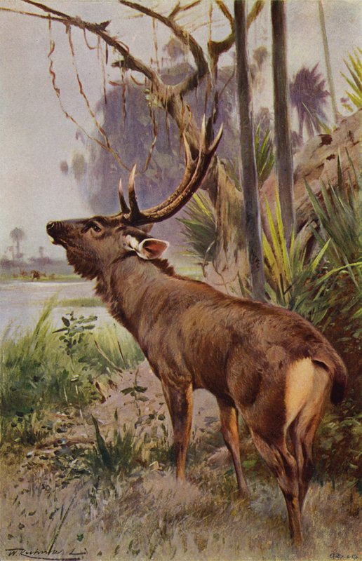 Sambar alkotó: after Wilhelm Kuhnert