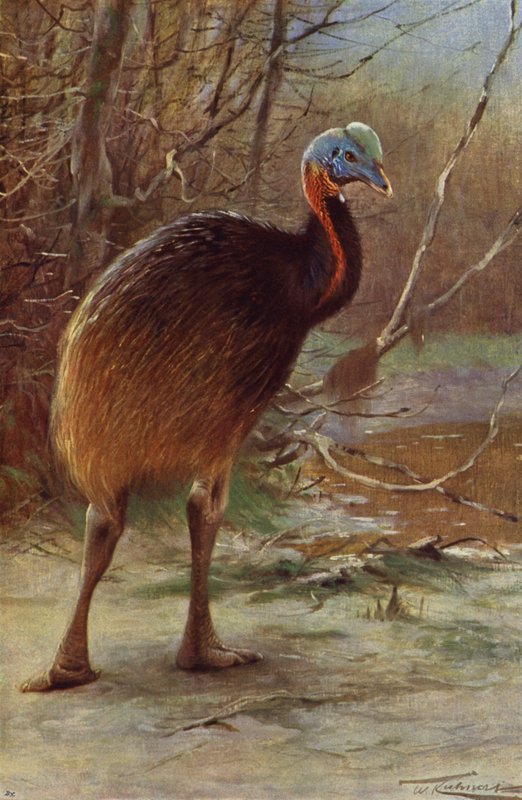 Egyedű kazuár alkotó: after Wilhelm Kuhnert