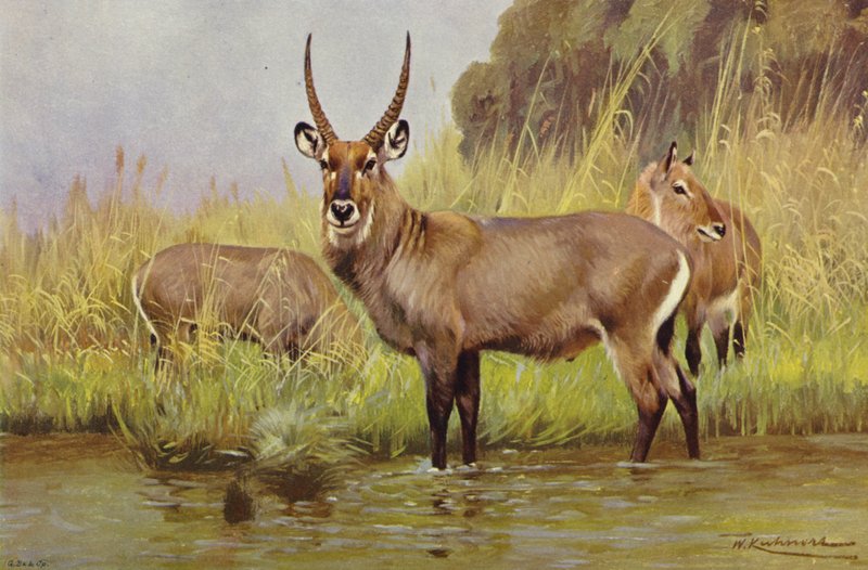 Waterbuck alkotó: after Wilhelm Kuhnert