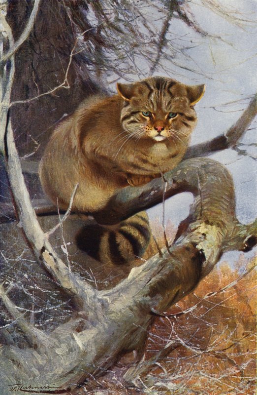 Vadmacska alkotó: after Wilhelm Kuhnert